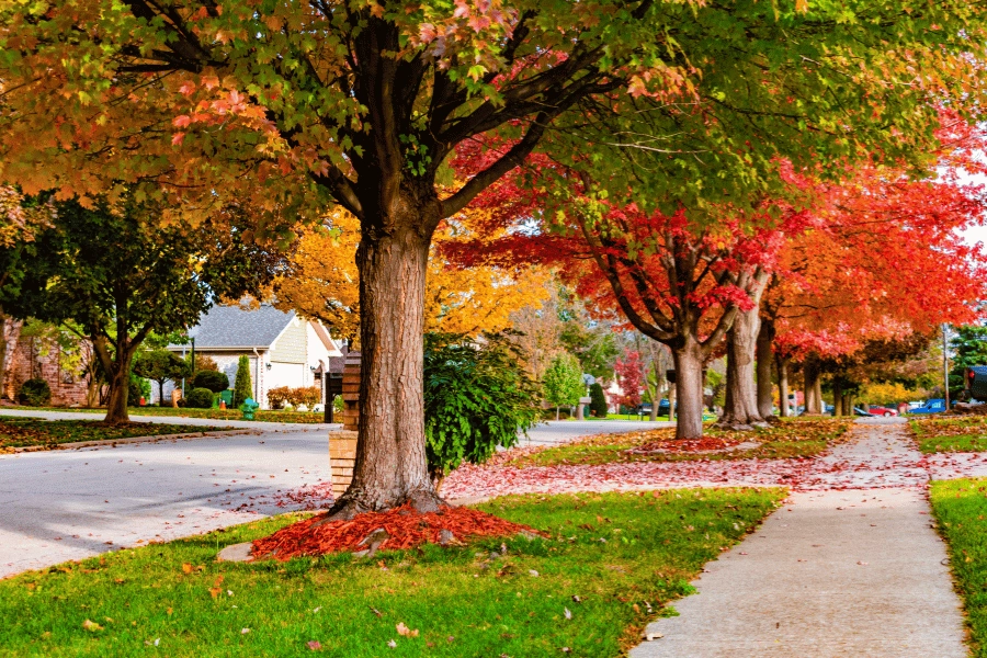 tree lined street and neighborhood sidewalk in the fall 